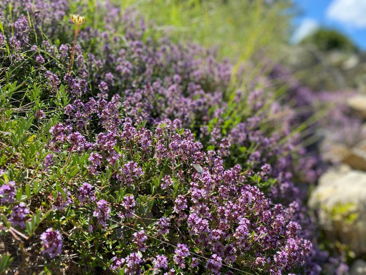 Gite En Haute Provence Montfroc Εξωτερικό φωτογραφία